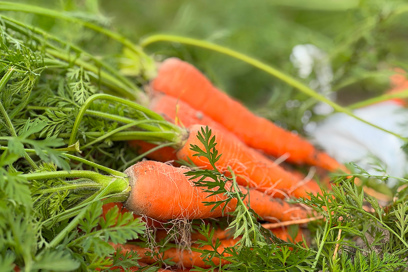 やさいのキラメキ